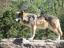 http://e-nimals.com/mamiferos/el-lobo-mexicano/ http://e-nimals.com/mamiferos/el-lobo-mexicano/